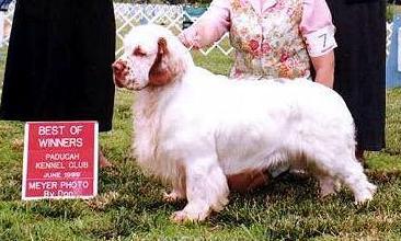 Clumber Spaniel Directory